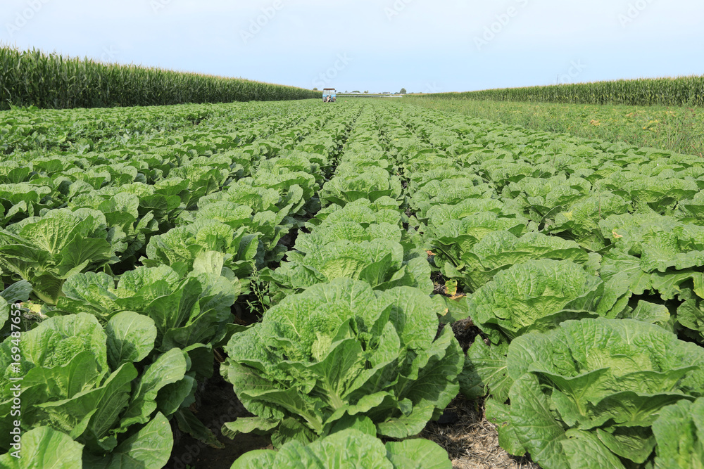 chinese cabbage crops in growth at field chinese cabbage crops in growth at field