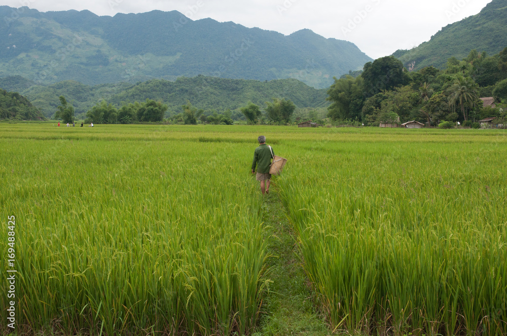walking through rice field walking through rice field