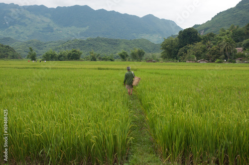 walking through rice field