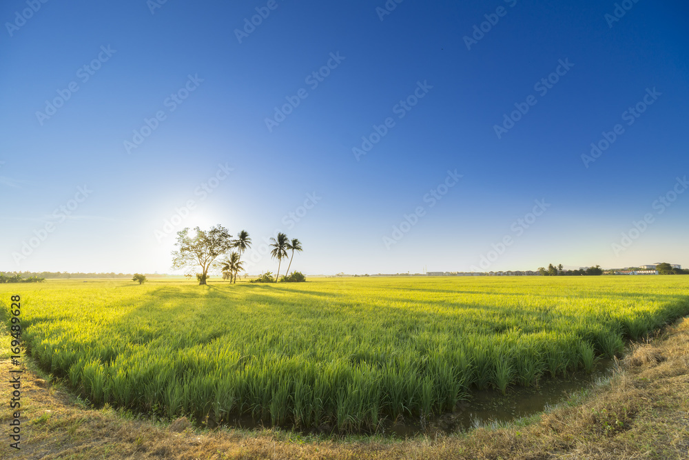 Clear Sky during sunrise at paddy field