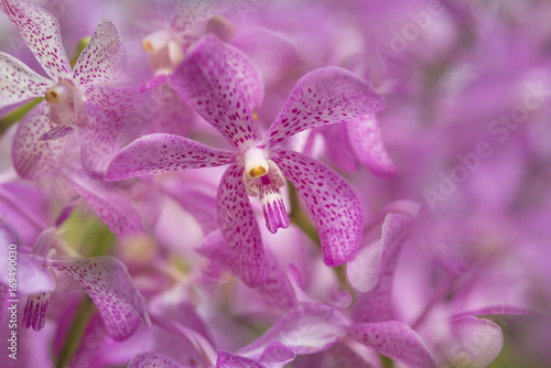 Beautiful purple orchid 