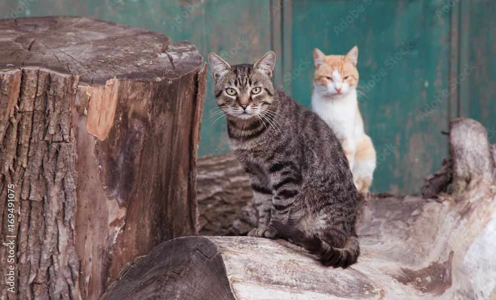 Abandoned cats sitting on the street. Abandoned cats sitting on the street.