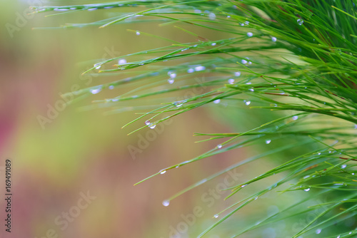 Water tears on the pine needles glint in the sun It is morning