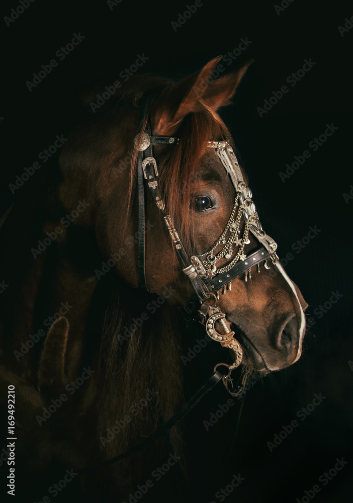 portret konia arabskiego - obrazy, fototapety, plakaty 