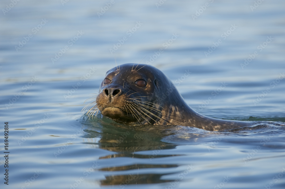 Obraz premium Harbor Seal (Phoca vitulina), aka Common Seal or alternately spelled Harbour Seal, California