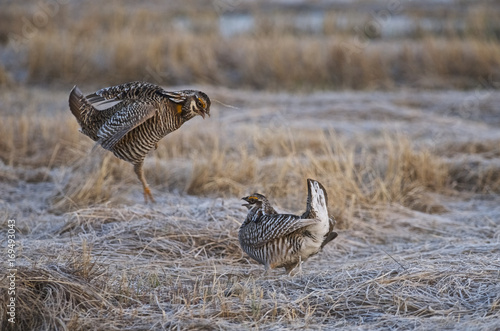 Greater Prairie Chicken (Tympanuchus cupido pinnatus), Bluestem prairie reserve, Minnesota, USA