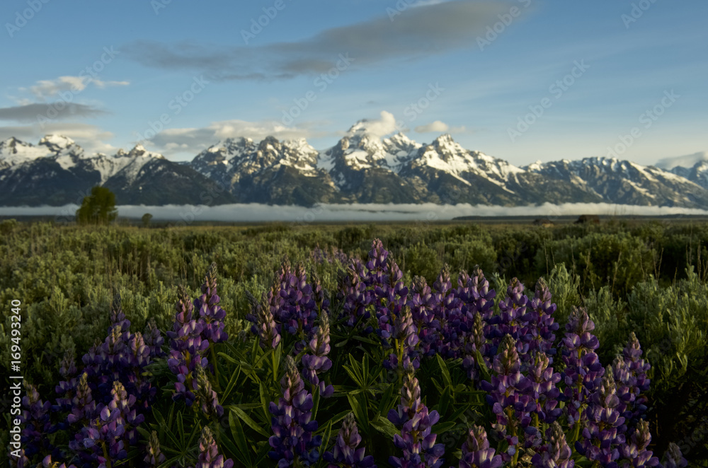 Lupine and the Grand Tetons, Wyoming
