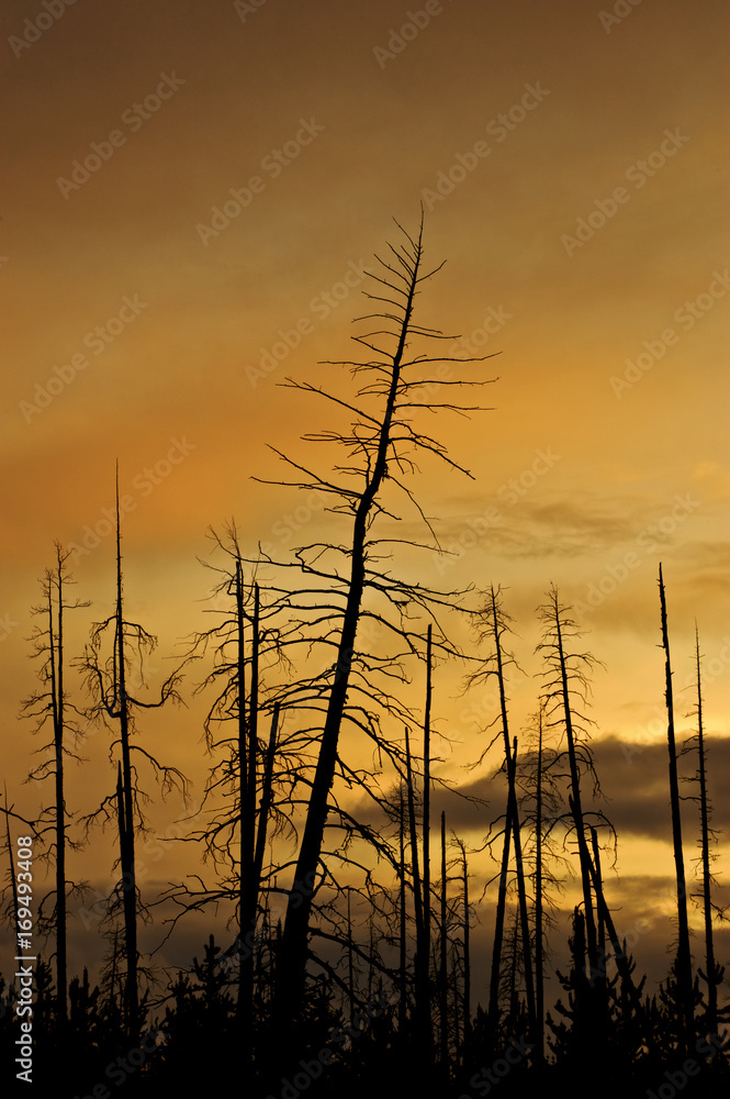 Obraz premium Sunset sky over burnt forest, Yellowstone NP, Wyoming, USA