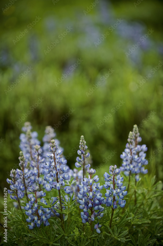 Silver Lupine (Lupinus albiforms) after a rain shower. Grand Teton NP, WY. USA Silver Lupine (Lupinus albiforms) after a rain shower. Grand Teton NP, WY. USA