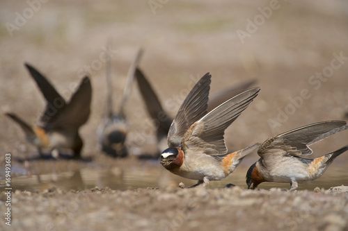 Cliff Swallow (Petrochelidon pyrrhonota) collecting mud for nest building. Grand Teton NP, WY, USA photo