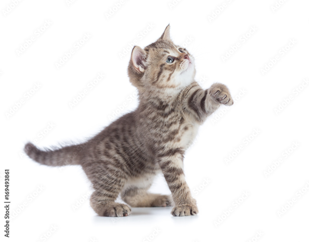 Funny kitten cat standing with raised paw looking up isolated