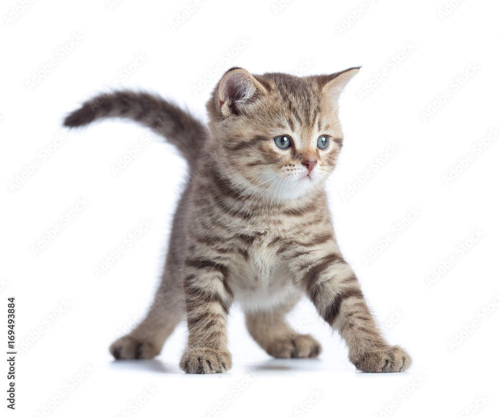 Obraz premium Young funny cat front view standing isolated