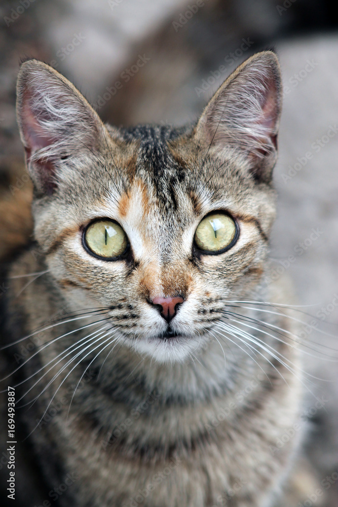 Cat Cat