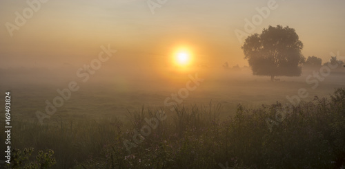 Cows standing under a tree,Gorgeous summer colorful and foggy morning in the meadow, trees and grass fogged in the mist © Mike Mareen
