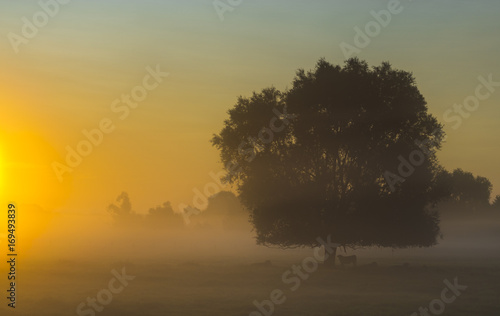 Cows standing under a tree Gorgeous summer colorful and foggy morning in the meadow  trees and grass fogged in the mist