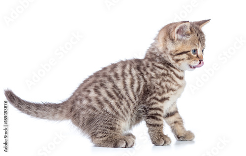 Young cat side view. Kitten licking mouth with tongue isolated. © Andrey Kuzmin
