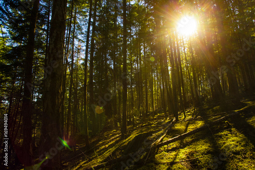 Sun Beams in the Forest