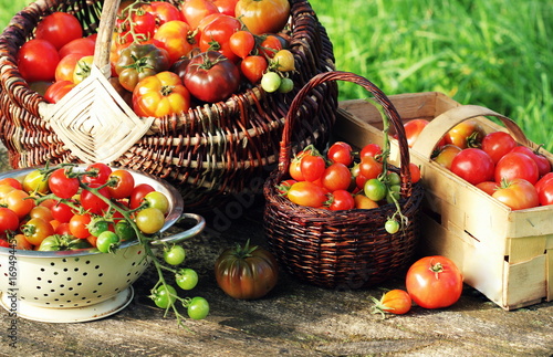 Heirloom variety tomatoes in baskets on rustic table. Colorful tomato - red yellow   orange. Harvest vegetable cooking conception. Full baskets of tometoes in green background