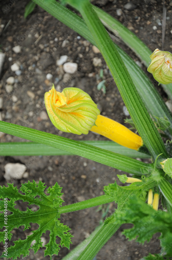 Fototapeta premium gelber Zucchino mit geschlossener Blüte