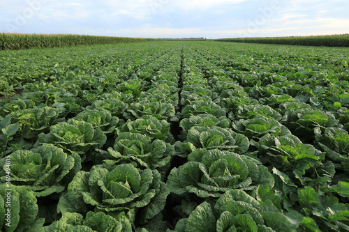 chinese cabbage crops in growth at field