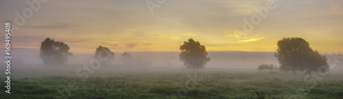 Gorgeous summer colorful and foggy morning in the meadow, trees and grass fogged in the mist,panorama