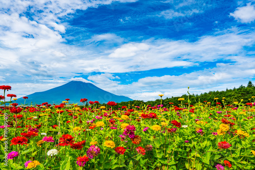 百日草と富士山
