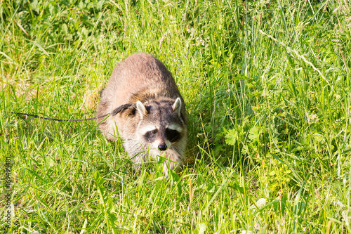 Quadro em tela A tame Raccoon with a leading reins.