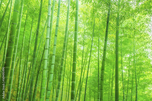 bamboo forest © 昊 周