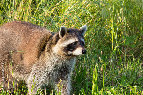 Closeup of a tame Raccoon on a meadow. photo