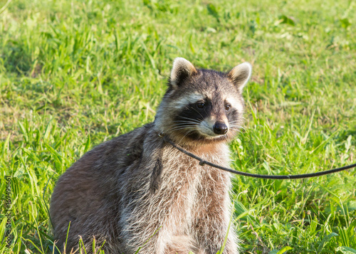 Quadro em tela A tame Raccoon sitting on a meadow.