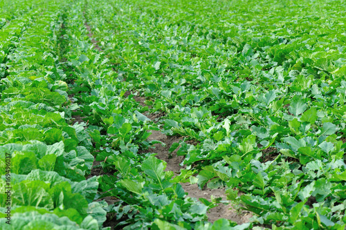 chinese cabbage and radish crops in growth at field