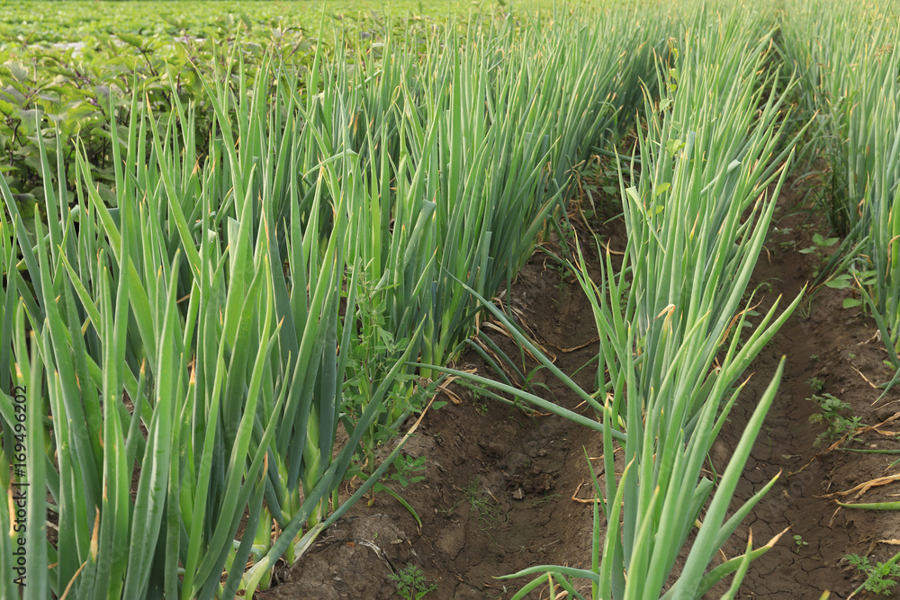 Fototapeta premium green Chinese onion crops in growth at field