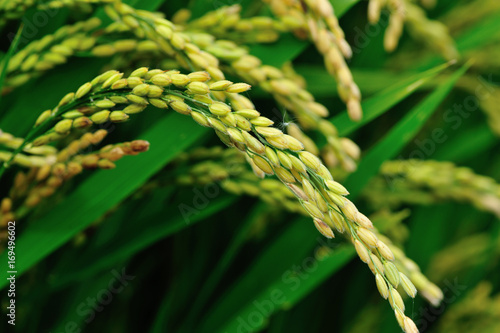 rice grain in growth at field