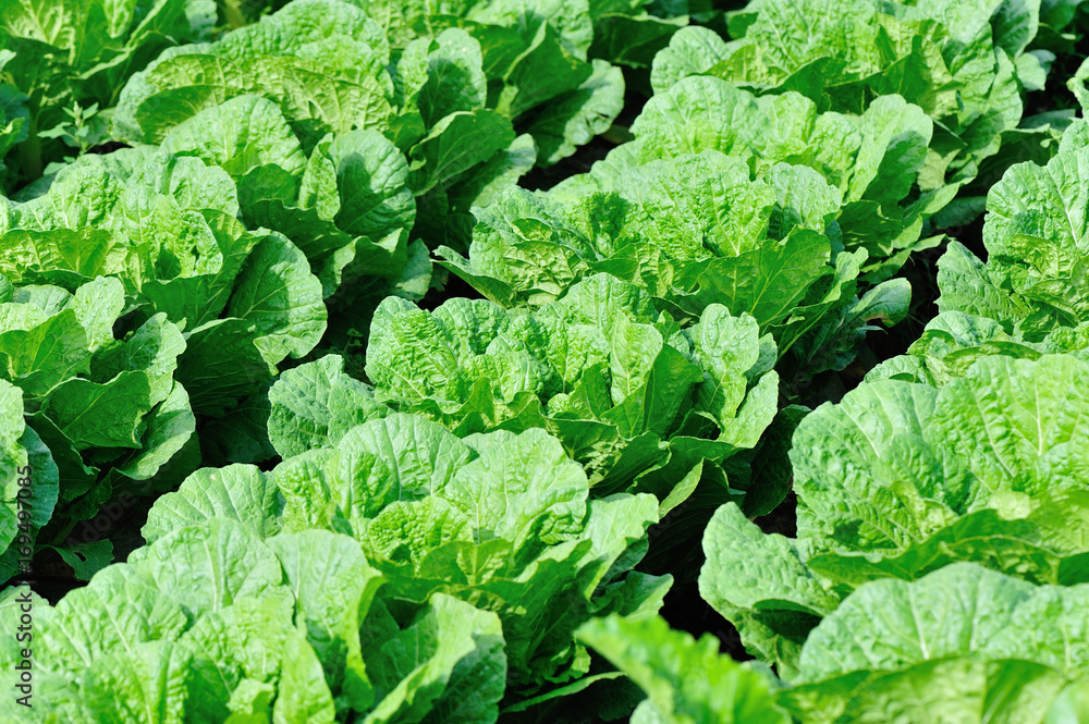 Naklejka premium chinese cabbage crops in growth at field