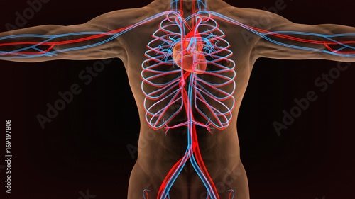 3d illustration of circulatory system