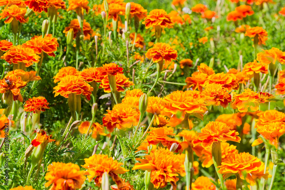 Background of the flower bed with French marigold