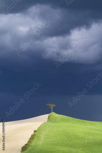 A lonely tree standing on a hill during a spring storm in the zone called Crete Senesi, Monteroni d'Arbia, Tuscany, Italy. photo