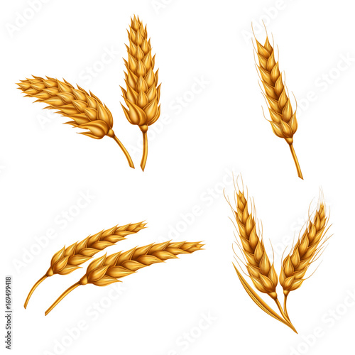 Set of vector illustrations of wheat spikelets, grains, sheaves of wheat isolated on white background. Template, print, design element.
