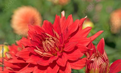 Fototapeta Naklejka Na Ścianę i Meble -  Dahlien, Dahlias
