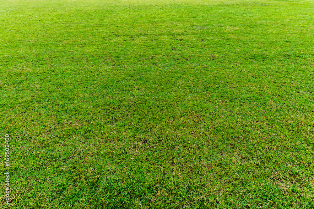 green grass natural background texture green grass natural background texture