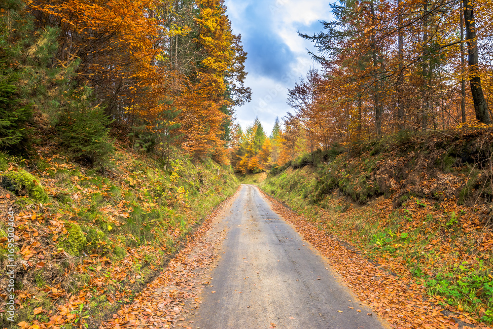 Forest and country road, nature in autumn, landscape Forest and country road, nature in autumn, landscape