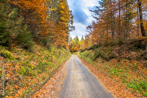 Forest and country road, nature in autumn, landscape