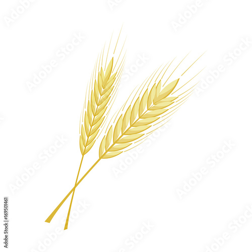 vector bunch of wheat, rye or barley ears with whole grain and leaves, yellow wheat, rye or barley crop harvest symbol or icon isolated on white background,