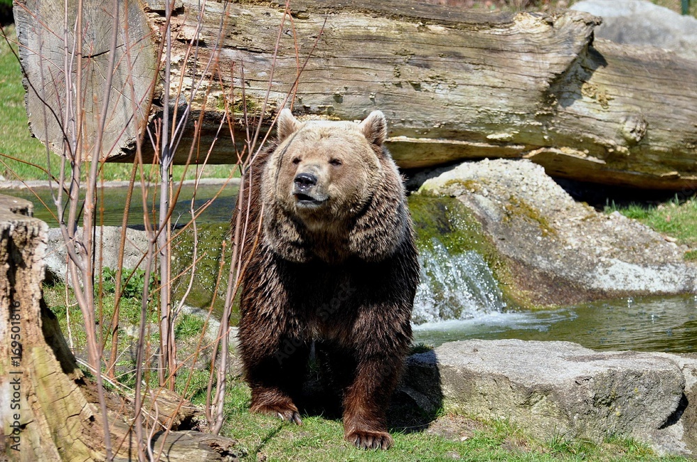 Fototapeta premium Braunbär