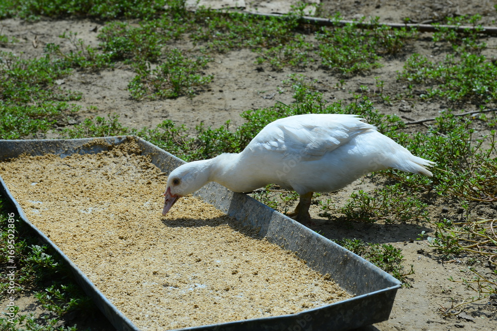 Obraz premium The ducks