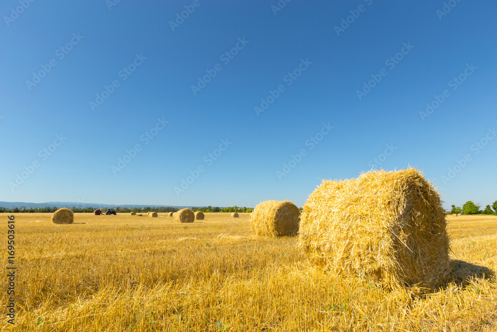 Golden Wheat Field