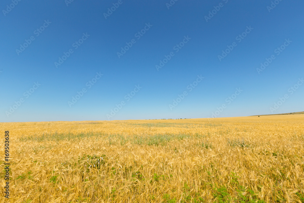 Golden Wheat Field