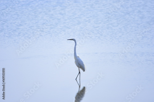 egrets © qiujusong