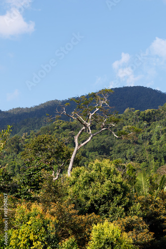 Rainforest in Masoala national park, Madagascar