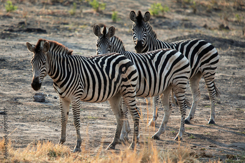 Family of zebra standing in the African savannah